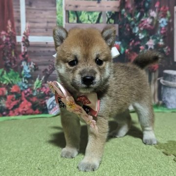 柴犬(豆柴)【岡山県・女の子・2023年7月20日・赤】の写真「両親共豆柴認定犬
両親共遺伝子検査クリア」