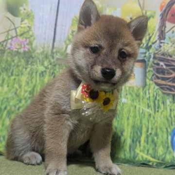 柴犬(豆柴)【岡山県・男の子・2024年6月27日・赤】の写真「極小豆柴お勧めです。」