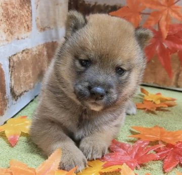 柴犬(豆柴)【岡山県・女の子・2021年8月24日・赤】の写真「両親共豆柴認定犬」