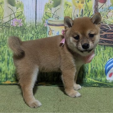 柴犬(豆柴)【岡山県・女の子・2024年7月22日・赤】の写真「極小豆柴ちゃんです🥰
可愛いです😄」