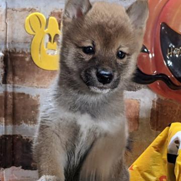 柴犬(豆柴)【岡山県・男の子・2022年7月27日・赤】の写真「両親共豆柴認定犬
両親共遺伝子検査クリア」