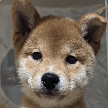 柴犬(豆柴)【岡山県・男の子・2024年4月10日・赤】の写真「両親共豆柴認定犬のとても可愛いわんちゃんです。」