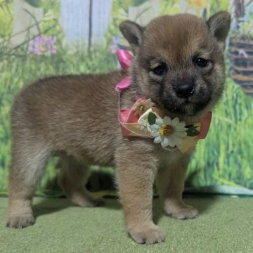 柴犬(豆柴)【岡山県・女の子・2024年7月22日・赤】の写真「超小柄🥰おっとりな女の子です😄
可愛いです。」