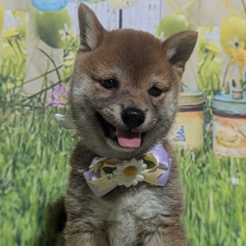 柴犬(豆柴)【岡山県・男の子・2024年5月27日・赤】の写真「可愛いおっとりわんちゃんです😊」