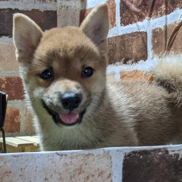 柴犬(豆柴)【岡山県・女の子・2022年6月5日・赤】の写真「可愛く育ってます😄」