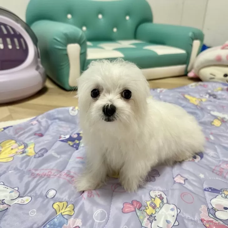 ノエママ 様のお迎えした子犬