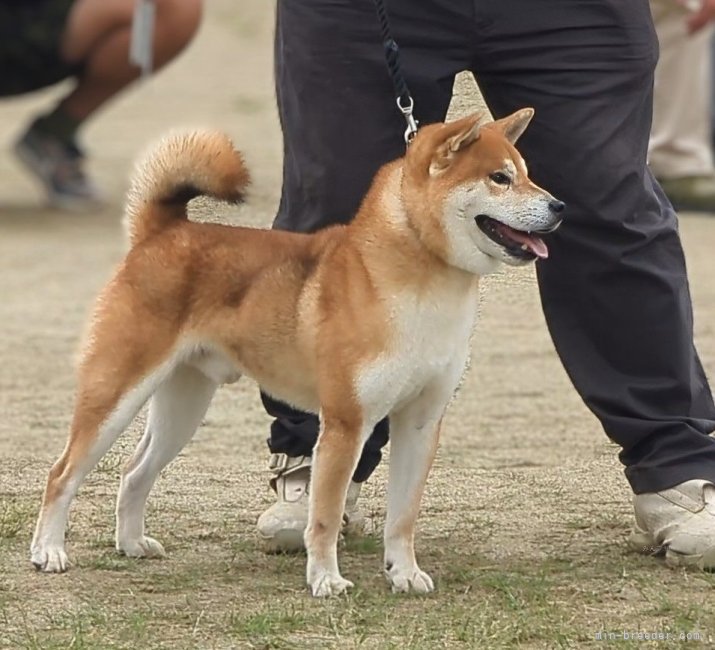 種雄の純犬の武丸（入賞多数）｜村田　賢二(むらた　けんじ)ブリーダー(京都府・柴犬・日本犬保存会登録)の紹介写真4