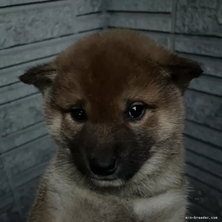 柴犬(標準サイズ)【京都府・男の子・2024年11月28日・赤】の写真1「1/2撮影 生後5週令　甘えん坊ののんびりやさんな男の子」