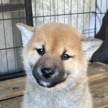 柴犬(標準サイズ)【京都府・女の子・2024年11月19日・赤】の写真「展覧会向けに作出したハイレベルな仔犬です」