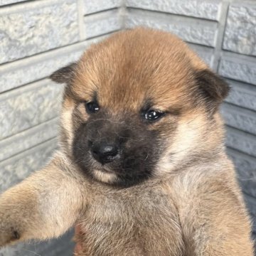 柴犬(標準サイズ)【京都府・女の子・2024年11月28日・赤】の写真「先胎が支部展1席複数、昨年全展で4席、今年成犬5席」