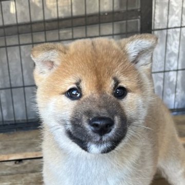 柴犬(標準サイズ)【京都府・女の子・2024年11月19日・赤】の写真「展覧会向けに作出したハイレベルな仔犬です」