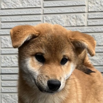 柴犬(標準サイズ)【京都府・男の子・2024年8月18日・赤】の写真「ブリーダー歴38年で最高の出来です‼️」