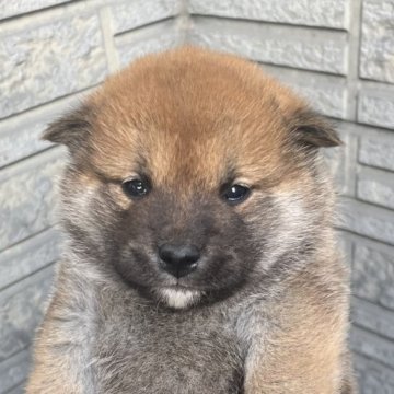 柴犬(標準サイズ)【京都府・男の子・2024年11月19日・赤】の写真「展覧会向けに作出したハイレベルな仔犬です」