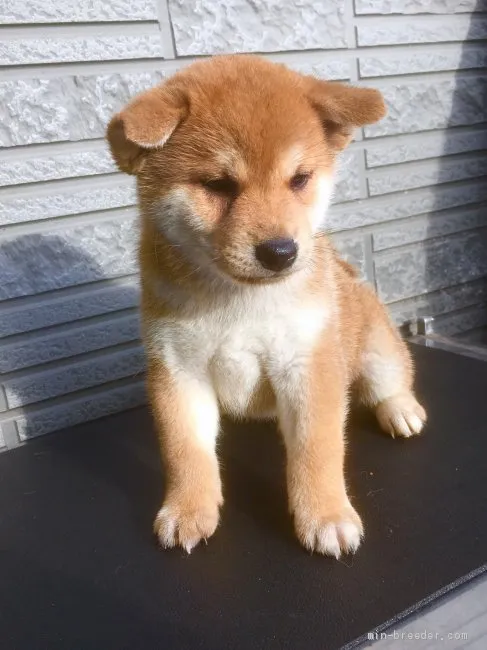 柴犬(標準サイズ)【京都府・男の子・2019年4月7日・赤】の写真1「5/22撮影45日目 優しいのんびり屋さん」