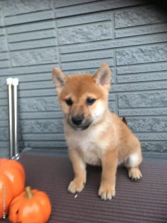 X 様のお迎えした子犬