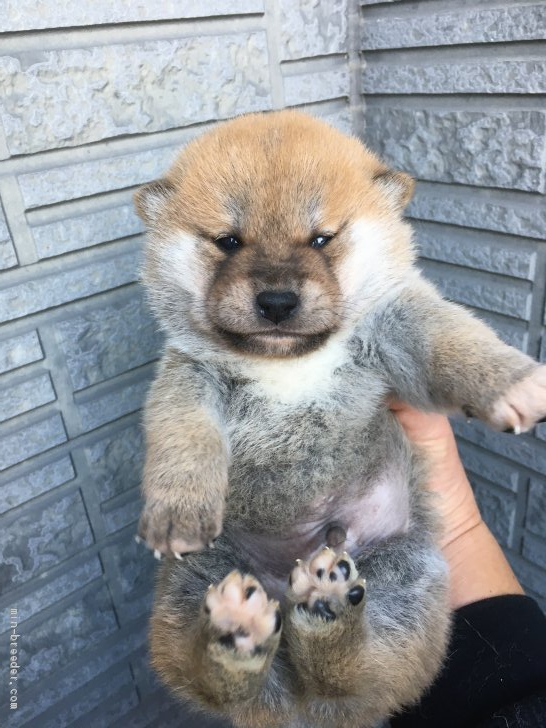 柴犬 京都府 男の子 年11月25日 赤 もふもふの可愛い男の子 みんなのブリーダー 子犬id 12