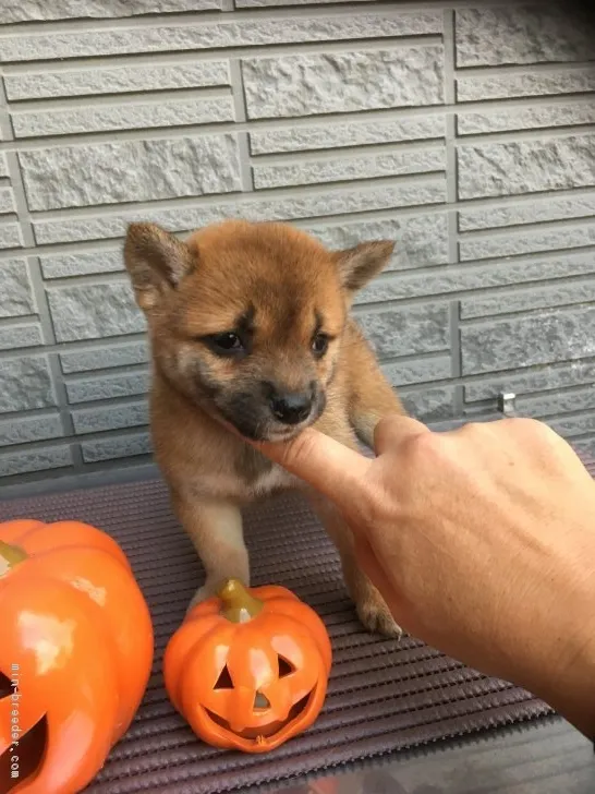 柴犬(標準サイズ)【京都府・女の子・2018年8月29日・赤】の写真1「10/13撮影 豆柴タイプの女の子」