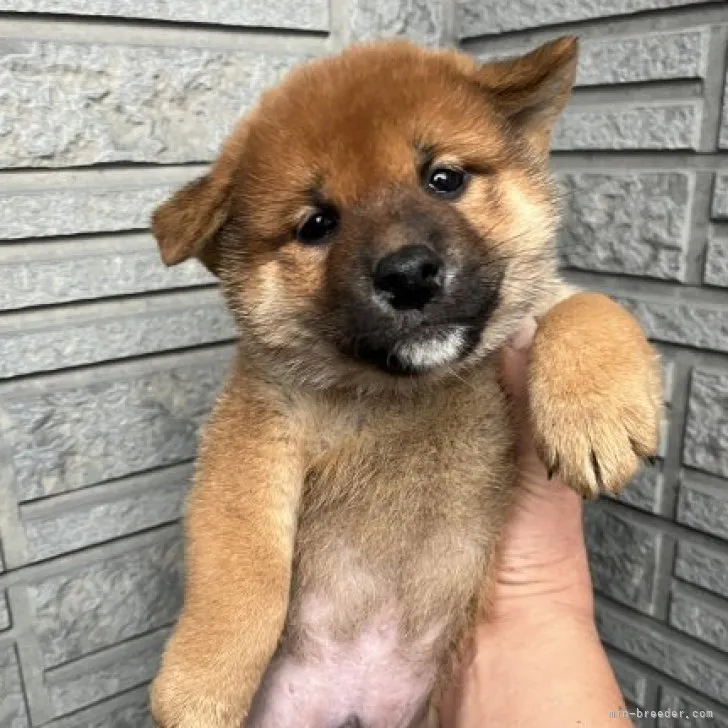 ユコ 様のお迎えした子犬