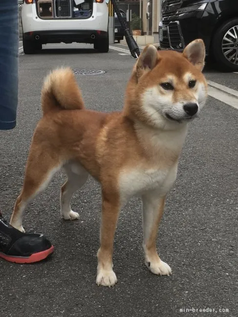 ヒデ 様のお迎えした子犬