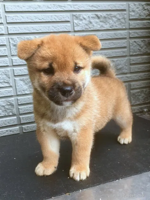 柴犬(標準サイズ)【京都府・男の子・2019年6月7日・赤】の写真1「7/20撮影 凛々しい顔立ちですが、のんびり屋さんの男の子です。」