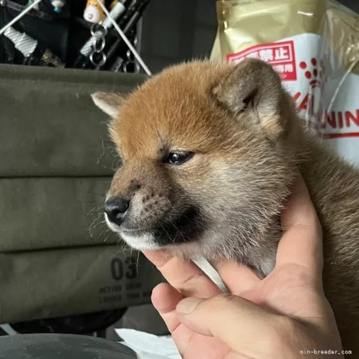 柴犬(標準サイズ)【京都府・男の子・2024年3月17日・赤】の写真1「おっとりした性格ですが、目型がキリッとしたイケメンです。」