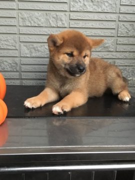 柴犬(標準サイズ)【京都府・男の子・2017年9月3日・赤】の写真「母犬に似たおとなしいタイプの男の子」