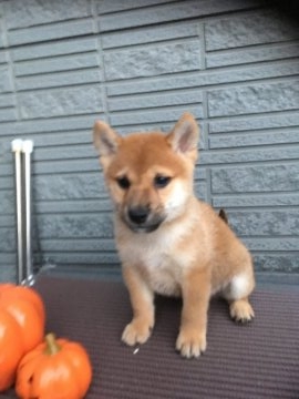 柴犬(標準サイズ)【京都府・男の子・2018年8月29日・赤】の写真「お待たせしました紅王神×優香姫の2胎目です。」