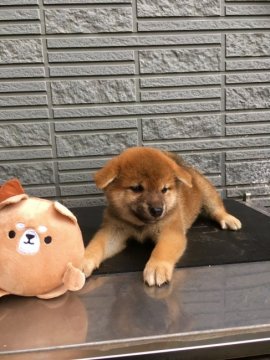 柴犬(標準サイズ)【京都府・男の子・2017年9月3日・赤】の写真「母犬に似たおとなしいタイプの男の子」