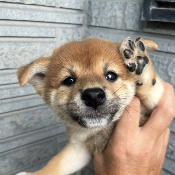 柴犬(標準サイズ)【京都府・女の子・2024年8月18日・赤】の写真「ブリーダー歴38年で最高の出来です‼️」