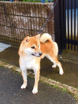 柴犬(標準サイズ)【京都府・男の子・2017年6月19日・赤】の写真「紅王真留号 今年展覧会デビュー！紅王神×優花姫」