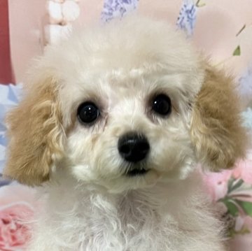 トイプードル(ティーカップ)【岡山県・女の子・2024年12月25日・アプリコット】の写真「今のところ大人しめの女の子です！」