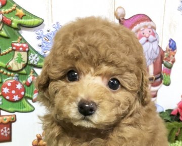 トイプードル(タイニー)【岡山県・男の子・2018年10月10日・アプリコット】の写真「クリスマスセール対象犬」