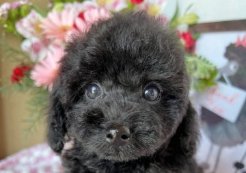 トイプードル(タイニー)【岡山県・男の子・2022年3月4日・ブラック】の写真「大人しく飼いやすい子だと思います」