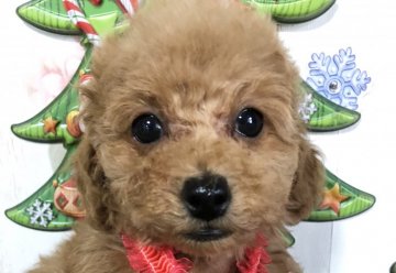 トイプードル(タイニー)【岡山県・男の子・2018年10月20日・レッド】の写真「歳末セール対象犬」