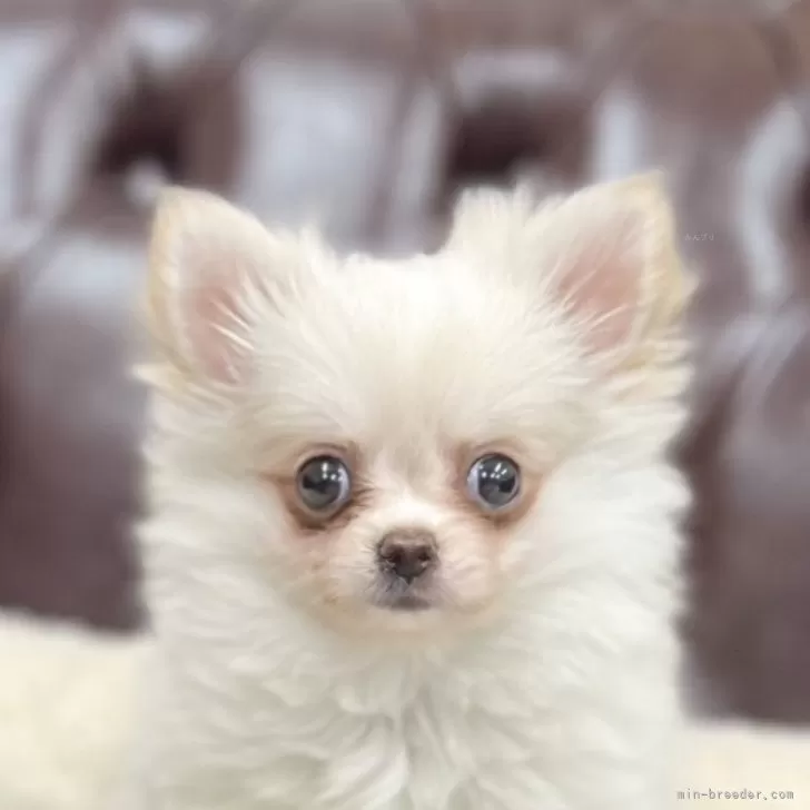 もな 様のお迎えした子犬