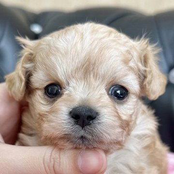 チワプー(トイプードル×チワワ)【香川県・男の子・2024年2月15日・クリーム】の写真「可愛い男の子」