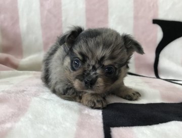 チワワ(ロング)【香川県・男の子・2017年12月23日・ブルーマール】の写真「クリクリお目目のブルーマールの男の子！」