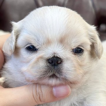 ミックス(チワワ×ペキニーズ)【香川県・男の子・2024年5月14日・クリーム】の写真「可愛い男の子」