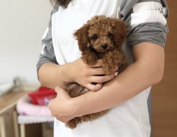 トイプードル(ティーカップ)【香川県・男の子・2018年6月30日・レッド】の写真「可愛い男の子」