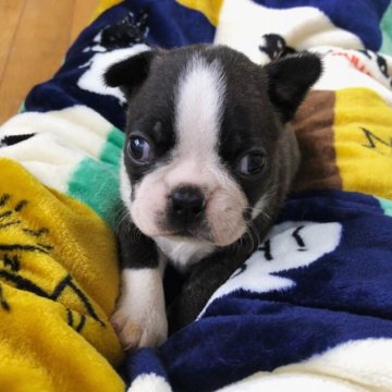 ボストンテリア【香川県・男の子・2018年3月17日・ボストンカラー】の写真「可愛いお顔の男の子！」