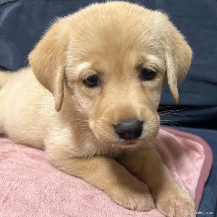 まーらぶ 様のお迎えした子犬