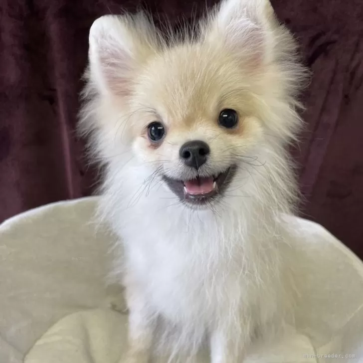 みーちゃん 様のお迎えした子犬