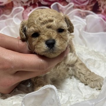 トイプードル(タイニー)【広島県・女の子・2024年12月19日・アプリコット】の写真「お目め大きくて可愛い❤️優しい顔」