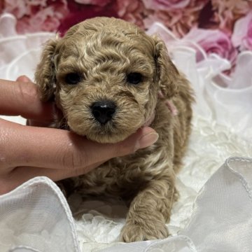 トイプードル(トイ)【広島県・男の子・2024年12月19日・カフェオレ】の写真「お目め大きくて可愛い❤️」