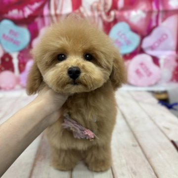 トイプードル(トイ)【広島県・男の子・2024年9月17日・レッド】の写真「優しいお顔のドワーフ君🩷1月7日1.23キロ」