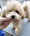 タイニープードル【北海道・男の子・2024年12月31日・アプリ】の写真14