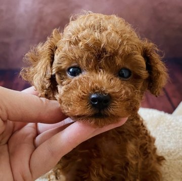 タイニープードル【北海道・男の子・2024年12月20日・レッド】の写真「小柄で可愛い顔立ちです」