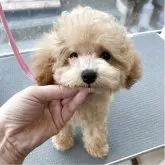 タイニープードル