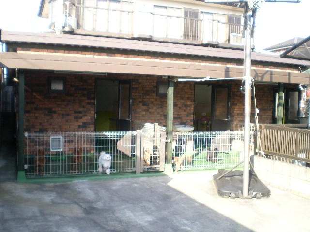ケージの中ではなく、フリーで太陽の日差しを浴び、のびのびとした環境です。｜平井　恵(ひらい　めぐみ)ブリーダー(東京都・トイプードルなど・JKC登録)の紹介写真1