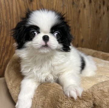 狆(チン)【静岡県・男の子・2024年12月17日・白黒】の写真「【狆専門犬舎】」